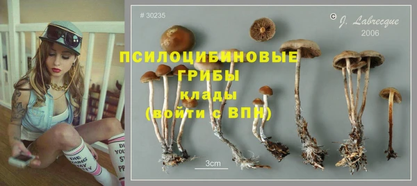 прущие грибы Абинск